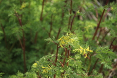 Corydalis speciosa