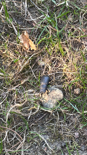 Lesser Stag Beetle