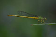 Ceriagrion coromandelianum