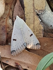 Ophiusa parcemacula