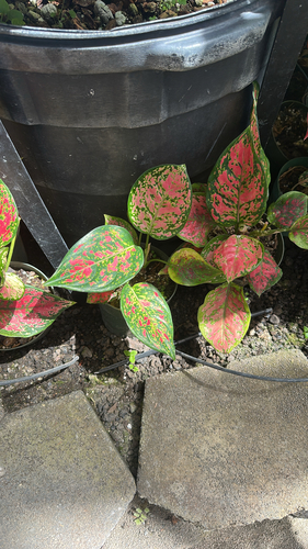Aglaonema commutatum observed 2026-06-20