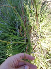 Sorghum leiocladum
