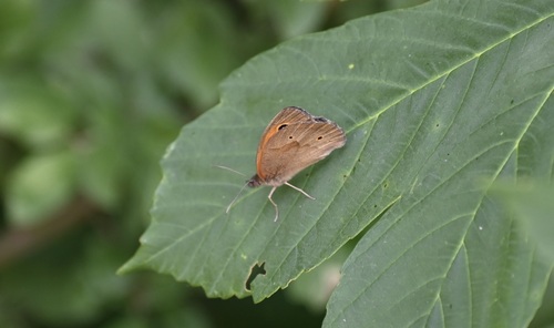 Meadow Brown
