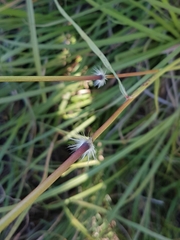 Sorghum leiocladum