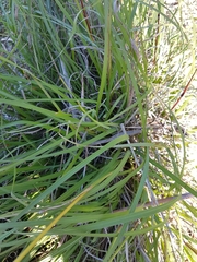 Sorghum leiocladum