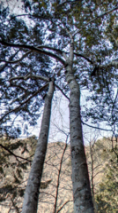 Magnolia salicifolia