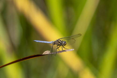 Keeled Skimmer