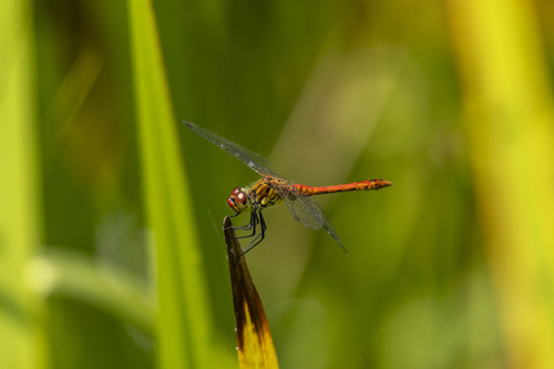 Ruddy Darter