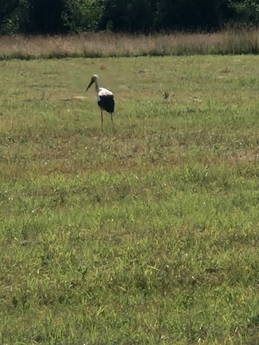 White Stork