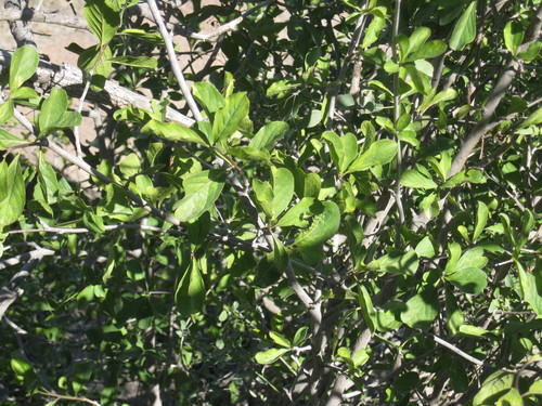 Ehretia obtusifolia, photograph 4