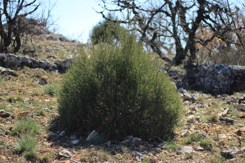 Greek juniper