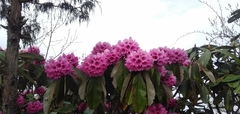Rhododendron kesangiae