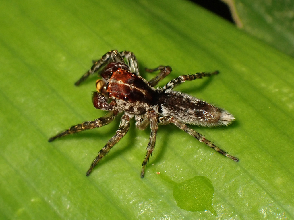 Eustiromastix falcatus