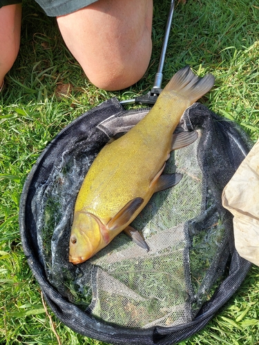 Tench