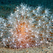 Cavernularia obesa - Photo (c) Jim Greenfield, algunos derechos reservados (CC BY-NC), subido por Jim Greenfield