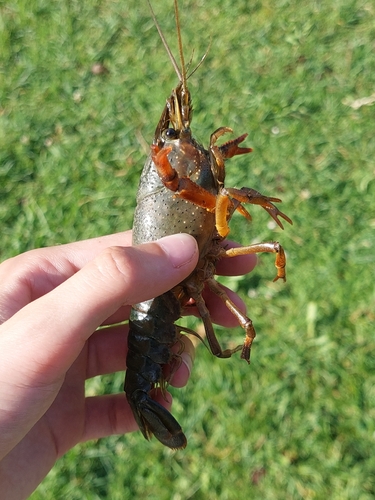 Red Swamp Crayfish