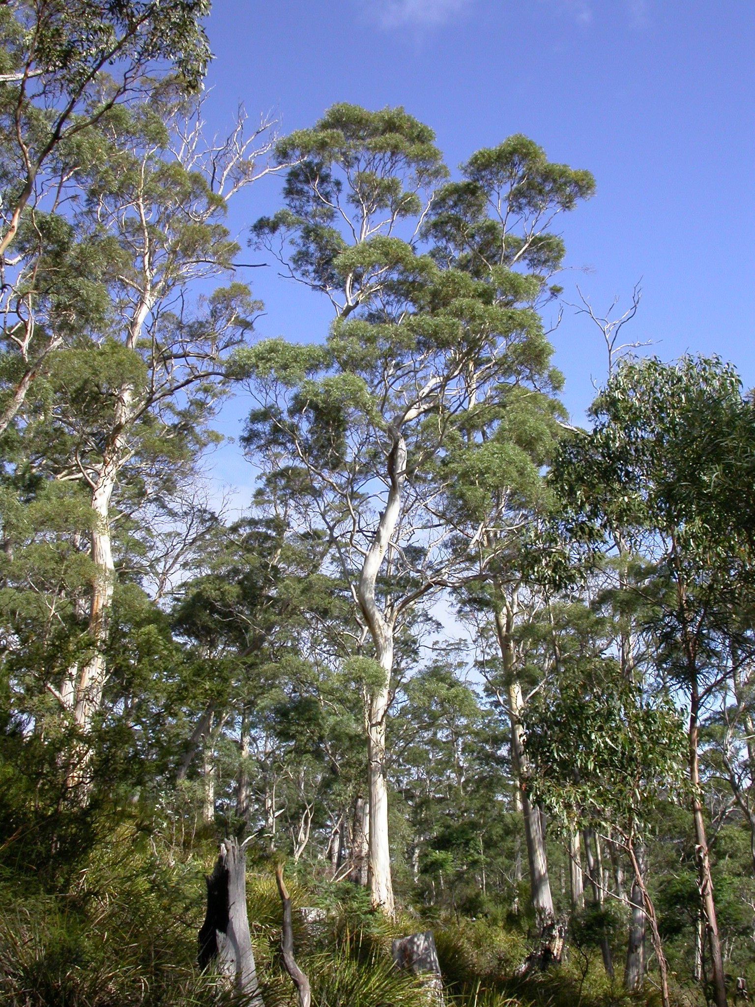 Eucalyptus pulchella