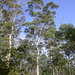 Eucalyptus pulchella - Photo (c) Dean Nicolle,  זכויות יוצרים חלקיות (CC BY-NC), הועלה על ידי Dean Nicolle