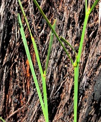 Daviesia wyattiana