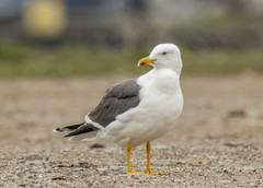 Larus fuscus