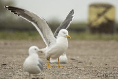 Larus fuscus