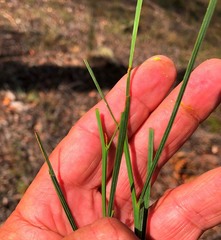 Daviesia wyattiana