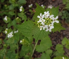 Alliaria petiolata