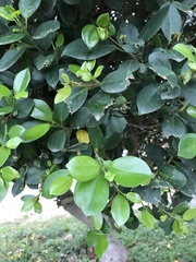 Ficus microcarpa latifolia