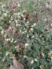 Alternanthera bettzickiana