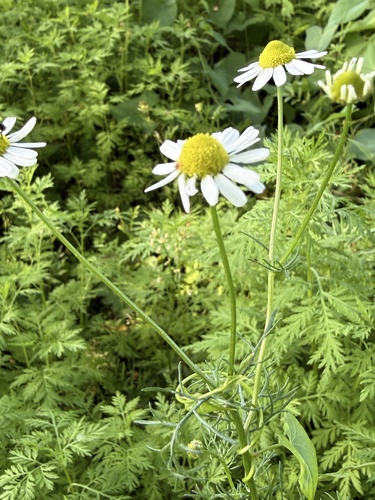 German Chamomile