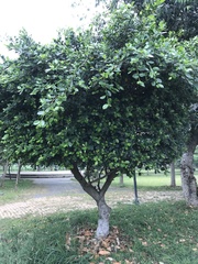 Ficus microcarpa latifolia