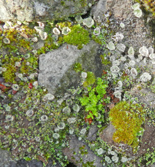 Cladonia cryptochlorophaea