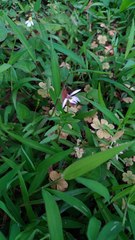 Lobelia chinensis