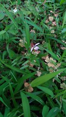 Lobelia chinensis