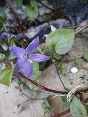 Campanula poscharskyana