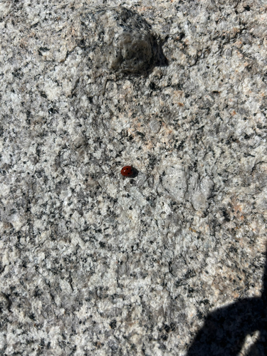 iNaturalist observation photo of Black-spotted Lady Beetles