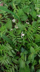 Lobelia chinensis