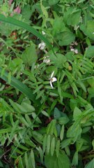 Lobelia chinensis