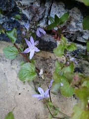 Campanula poscharskyana