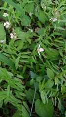 Lobelia chinensis