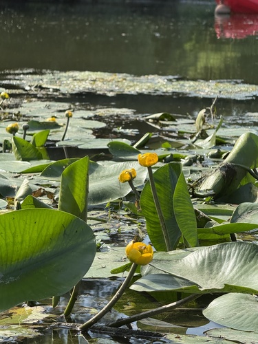yellow water-lily