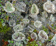 Cladonia cryptochlorophaea