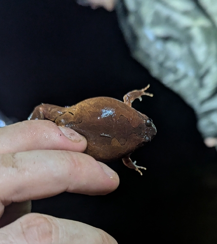 Glyphoglossus guttulatus observed 2026-06-21