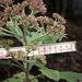 Gymnanthemum auriculiferum - Photo (c) TanzaniaPlantCollaboration, algunos derechos reservados (CC BY-NC-SA)