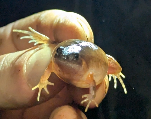 Glyphoglossus guttulatus observed 2026-06-21