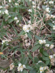 Alternanthera bettzickiana