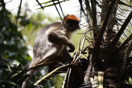 Ashy Red Colobus
