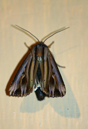 Campydelta campyla
