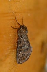 Eudalaca