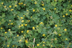 Medicago lupulina